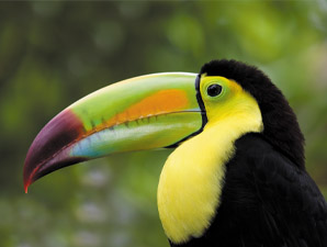 NT Mexique toucan iStock  Large